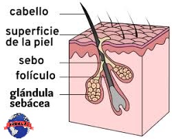 Estructura y Capas del folículo piloso